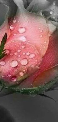This phone live wallpaper boasts a delightful pink rose adorned with shimmering dew drops, perfect for adding a touch of romance to your phone