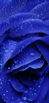 Add a touch of refinement to your phone's appearance with our mesmerizing blue rose live wallpaper