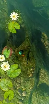 This live wallpaper depicts a tranquil pond setting with a school of koi fish gracefully swimming amid crystal-clear waters