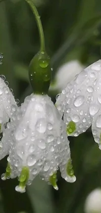 This mobile live wallpaper showcases a mesmerizing photograph of white flowers adorned with dewdrops