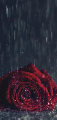 This live wallpaper for your phone features a dreamy red rose amidst a gentle rain, evocative of the Romanticism movement
