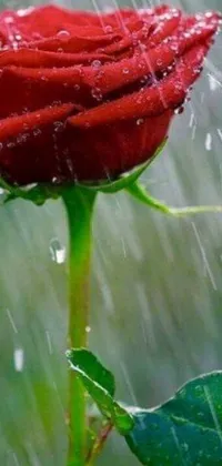 This mobile live wallpaper features a red rose on a rainy day, as depicted by Jenaro de Urrutia Olaran in a beautiful image of romanticism