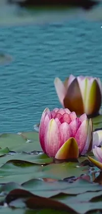This phone live wallpaper depicts a scenic view of water lilies gently drifting on a still body of water