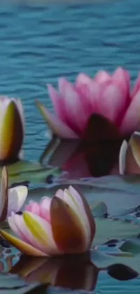 This phone live wallpaper features a group of pink flowers gently floating on a serene body of water