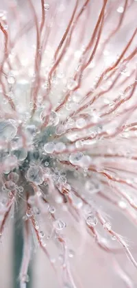 This stunning phone live wallpaper features a beautiful, close-up view of a flower adorned with sparkling water droplets