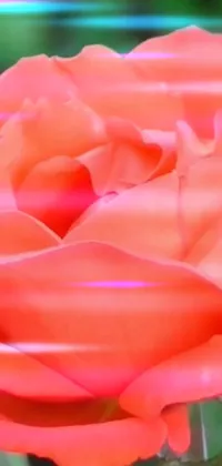 This phone live wallpaper is a stunning digital art creation with an astonishing pink and orange close-up flower