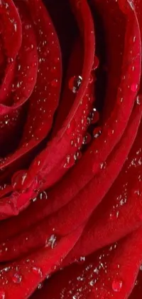This red rose live wallpaper for your phone boasts a stunning, ultradetailed image of a water droplet-covered rose