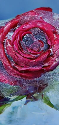 This phone live wallpaper features a stunning macro photograph of a red rose on a rock covered in ice, creating a striking contrast between warm and cool tones