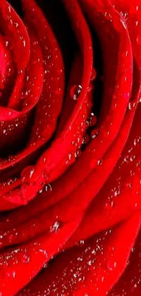 This live phone wallpaper showcases a close-up image of a red rose glistening with water droplets