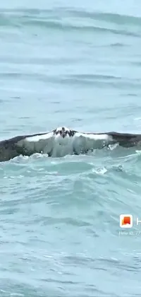 This phone live wallpaper showcases a majestic bird soaring over a tranquil sea