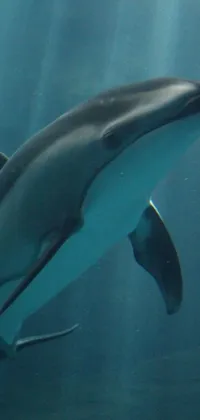 This captivating live wallpaper features an up-close view of a playful dolphin swimming amidst the crystal clear blue waters of the ocean