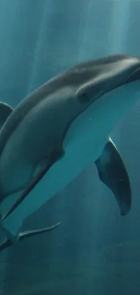 This live phone wallpaper captures the beauty of a dolphin swimming in the crystal clear waters