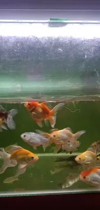 This live wallpaper for phones features a vibrant group of fish swimming in a tank, set against an orange fluffy belly backdrop with a slight overcast lighting effect