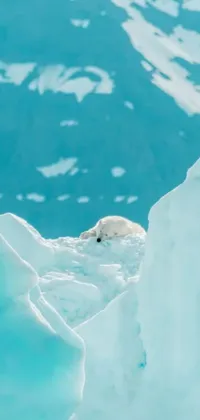 This stunning live phone wallpaper showcases a majestic polar bear resting in a winter wonderland, with a breathtaking blue glacier in the background