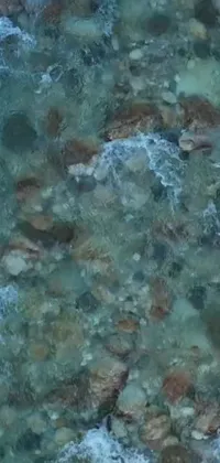 Water Fluid Organism Live Wallpaper