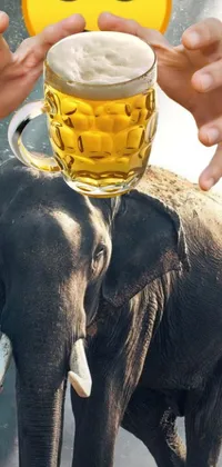 This live wallpaper features an intriguing image of an elephant with a person holding a mug of beer atop it