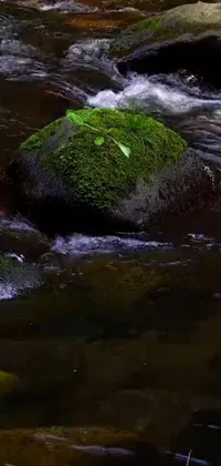 Enhance your phone's screen with this peaceful live wallpaper featuring a tranquil bird resting on rocks in a flowing green river