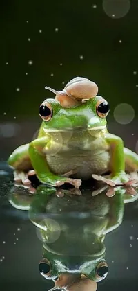 Water Frog Grass Live Wallpaper