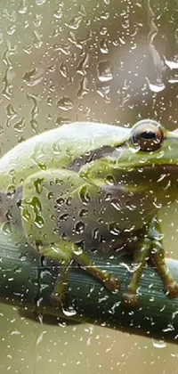 Water Frog Liquid Live Wallpaper