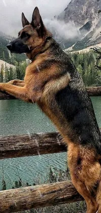 Water German Shepherd Dog Dog Live Wallpaper