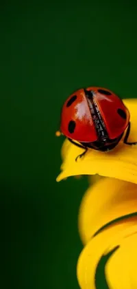 This live wallpaper showcases a stunning macro photograph of a ladybug sitting on a vibrant yellow flower