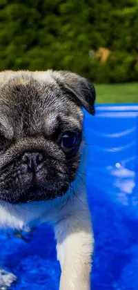 Get the cutest Pug Live Wallpaper for your mobile device today! This adorable live wallpaper features a playful little pug standing atop a refreshing blue pool, enjoying the scorching heat while playing gleefully with the water