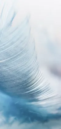 This light blue pastel phone live wallpaper features a stunning close up of a blue feather against a white background