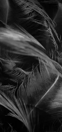 This phone live wallpaper showcases a stunning black and white photo of tropical feathers intricately depicting their natural detail