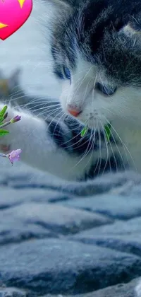Looking for a charming and adorable live wallpaper for your phone? Check out this close-up of a cat reaching for a beautiful flower - it's photorealistic and absolutely lovely! Featuring muted colors in the background to make the cat and flower pop, this avatar image is perfect for anyone looking for a delicate touch on their phone