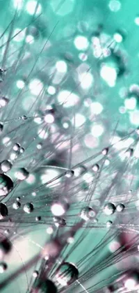 This stunning phone live wallpaper showcases a mesmerizing close-up image of water droplets on a dandelion