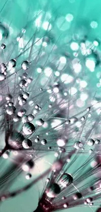Get lost in the tranquility of a mesmerizing live wallpaper featuring a close-up of water droplets resting on dandelion petals