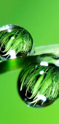 This live wallpaper features a stunning macro photograph of two drops of water on a blade of grass