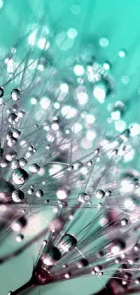 Introducing a vibrant live wallpaper featuring a close-up of dew drops on a dandelion