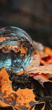 This live phone wallpaper showcases a beautiful glass ball placed atop a bed of colorful autumn leaves
