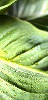 This phone live wallpaper features a photo-realistic close up of a leaf with water droplets and vibrant colors