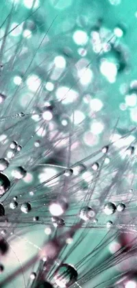 This mobile live wallpaper showcases a captivating photograph of water droplets on a dandelion, set in a pink and teal color scheme for a relaxing effect