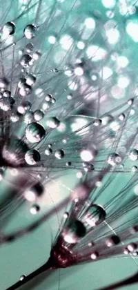 Decorate your phone with the stunning close-up of a dandelion adorned with water droplets in mauve and cyan