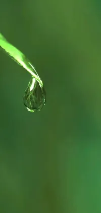 This phone live wallpaper features an exquisite green leaf adorned with a perfectly balanced droplet of water