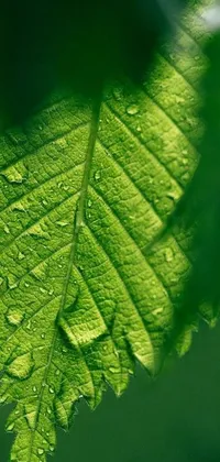 This forest green live wallpaper features a close-up of a leaf with water droplets, providing a photo-realistic and high-quality detail