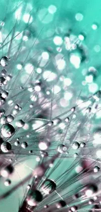 This phone live wallpaper displays a beautiful digital art piece of water droplets on a dandelion
