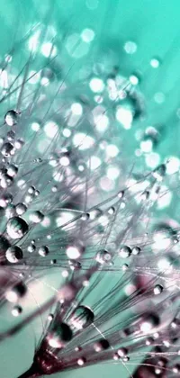 This phone live wallpaper is a stunning teal-colored digital rendering of droplets on a dandelion, ideal for those looking for a calm aesthetic
