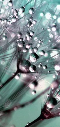 This phone live wallpaper features a stunning close-up of a dandelion with water droplets on its white seeds