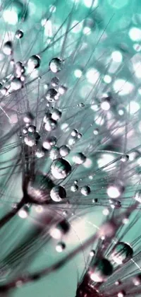 This live wallpaper features a stunning close-up of water droplets resting on a dandelion