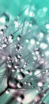 This live phone wallpaper features a vivid teal aesthetic with a close up of water droplets on a dandelion in a digital art style