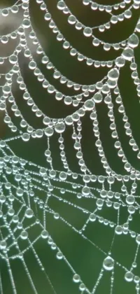 This trendy live wallpaper features a breathtaking spider web covered in delicate water droplets, creating a stunning effect