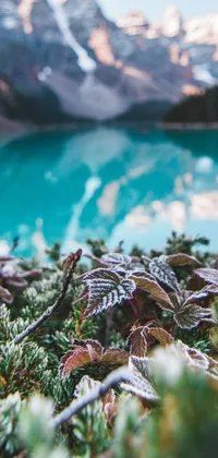 Looking for a phone live wallpaper that brings the freshness and beauty of nature to your screen? Check out this close-up of a plant near a body of water, set in Banff National Park