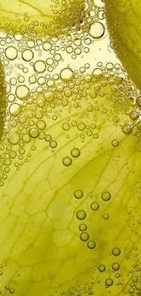Looking for a phone live wallpaper that is visually stunning and made up of macro photographs of lemons, seaweed and bubbles, and lettuce? The beautiful wallpaper by a digital artist features lemons floating in water and captures every detail in vivid clarity