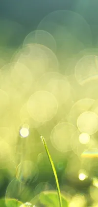 This phone live wallpaper showcases a stunning close-up of a field of grass adorned with water droplets, providing a serene and peaceful atmosphere to your device