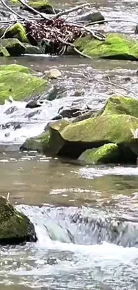This stunning live wallpaper features a lush green forest with a peaceful stream running through it
