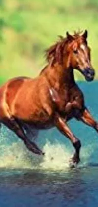 This phone live wallpaper depicts a majestic horse running through a body of water, providing a stunning and realistic screensaver for nature and animal lovers